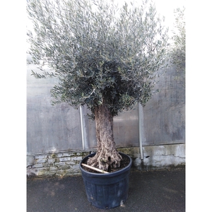 olea europaea