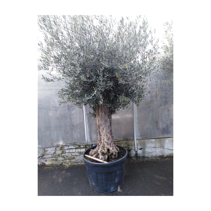 <h4>olea europaea</h4>