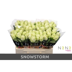 Rosa large snowstorm+