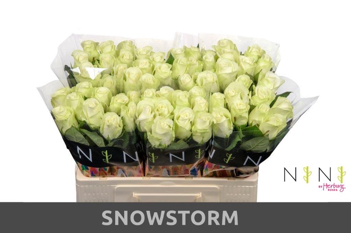 <h4>Rosa large snowstorm+</h4>