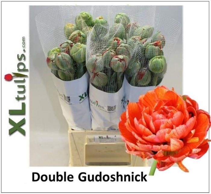 <h4>Tulipa fre do gudoshnik</h4>