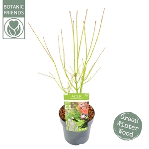 Acer palm. 'Going Green'® C3