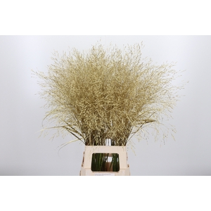 Panicum Kl Bh Goud