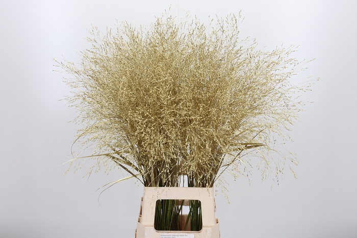 <h4>Panicum Kl Bh Goud</h4>