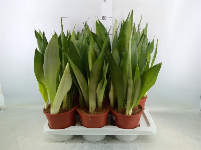 <h4>Sansevieria trifa. 'Moonshine'</h4>