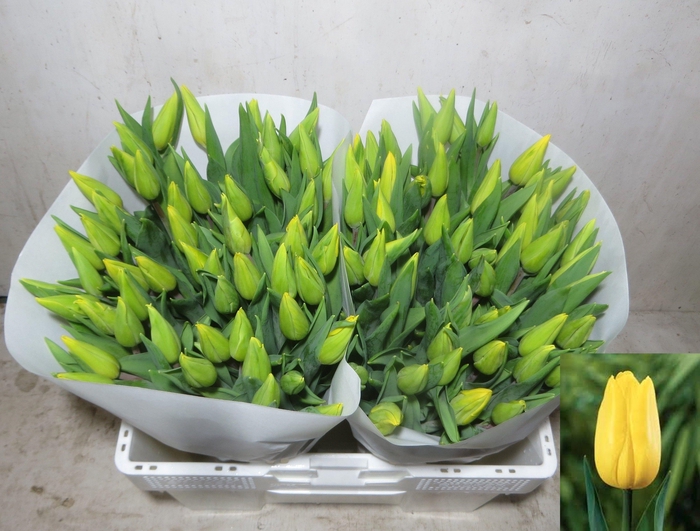 <h4>TU EN STRONG GOLD</h4>