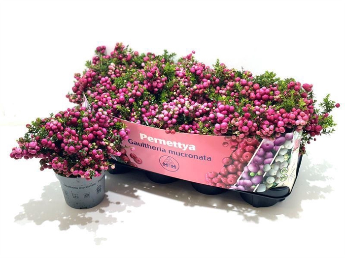 <h4>Gaultheria mucronata</h4>