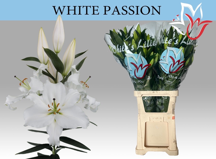 <h4>LI OR WHITE PASSION</h4>