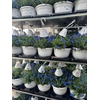 Lithodora Hangpot 27cm Heavenly Blue