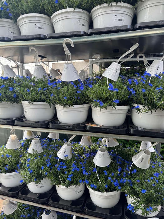 Lithodora Hangpot 27cm Heavenly Blue