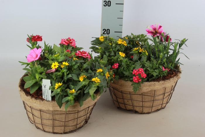 <h4>ARR TUINPLANTEN</h4>