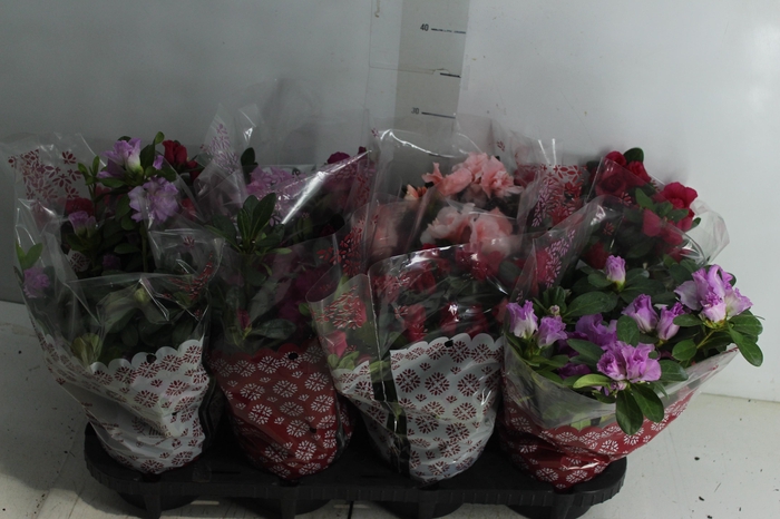 <h4>AZALEIA P14</h4>