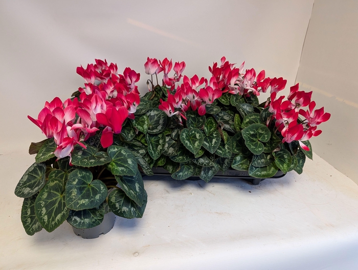 <h4>CYCL MD INDIAKA</h4>