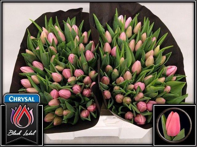 <h4>TU EN TRESOR</h4>