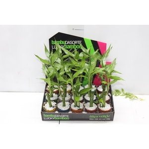 DRACENA LUCKY BAMBOO P06