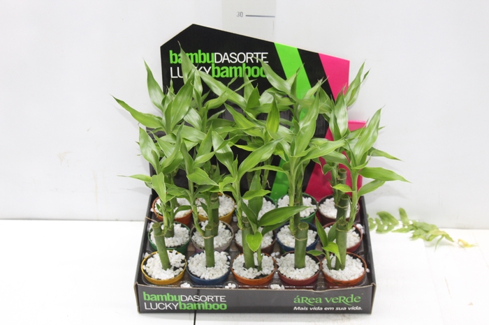 <h4>DRACENA LUCKY BAMBOO P06</h4>