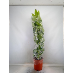 Schefflera actin. 'Emerald Green'