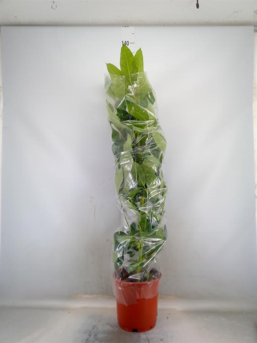 <h4>Schefflera actin. 'Emerald Green'</h4>