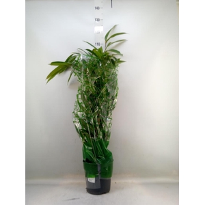 Ficus binn. 'Amstel King'