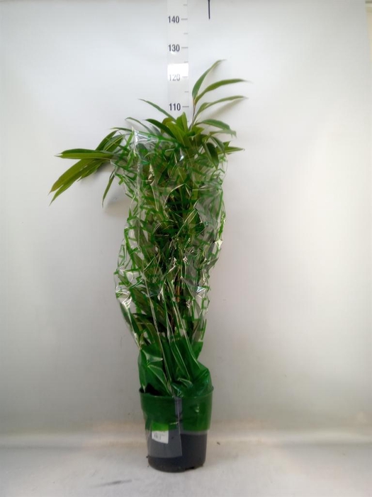 <h4>Ficus binn. 'Amstel King'</h4>