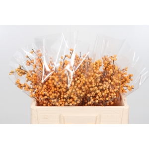 Ilex Golden Verboom