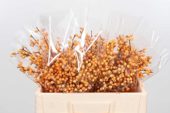 <h4>Ilex Golden Verboom</h4>