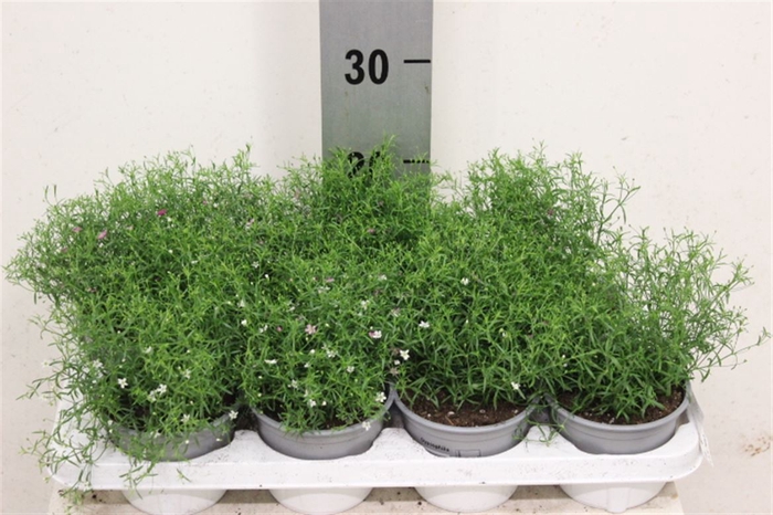 <h4>Gypsophila Rose/wit</h4>