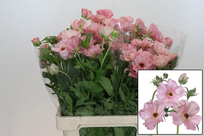 <h4>RAN BUTTERFLY ISIS</h4>