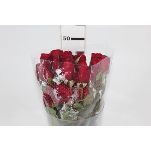 ROSA CHECKMATE 050 CM VERMELHO ESTUFA