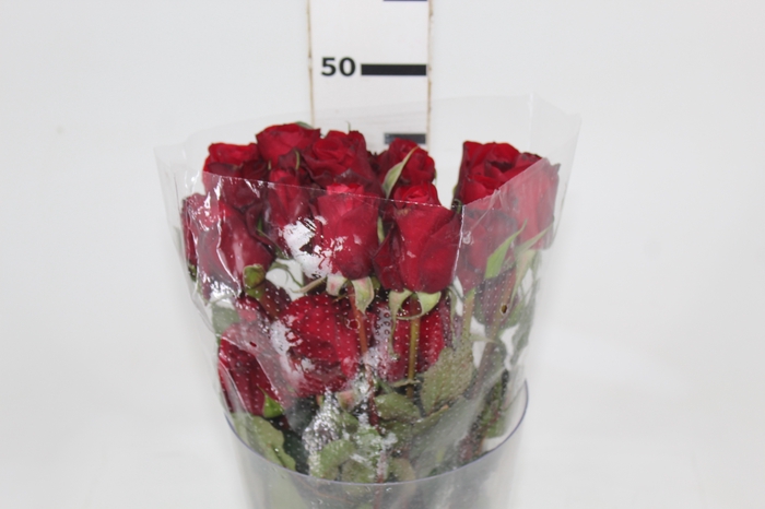 <h4>ROSA CHECKMATE 050 CM VERMELHO ESTUFA</h4>