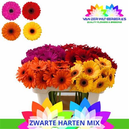 <h4>Ge Mi Gem Zw Harten Mix</h4>