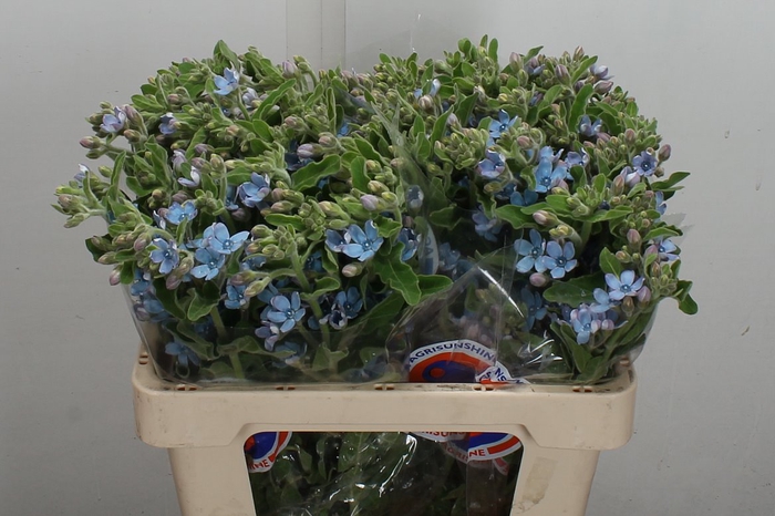 <h4>Oxy Co Tan Pure Blue 55cm</h4>