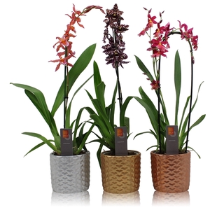 Inca Orchid mix Red 1 spike incl. cascade 3D kerst pot