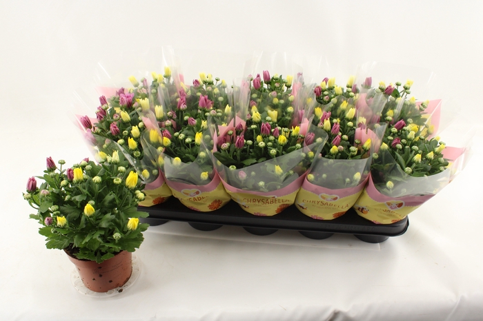 <h4>CHRYS GEM IN POT</h4>