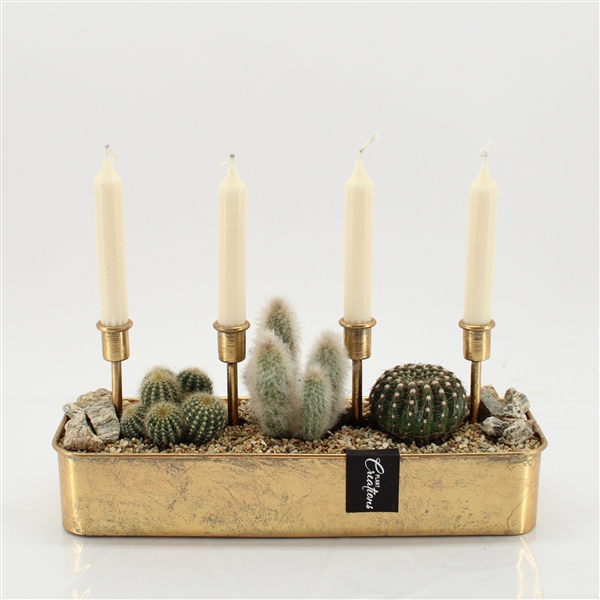 <h4>CTCR-2550 Cactus Essentials</h4>