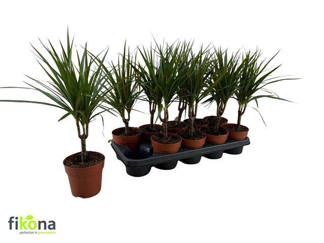 <h4>DRA MARGINATA</h4>