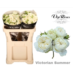 R Tr Victorian Summer
