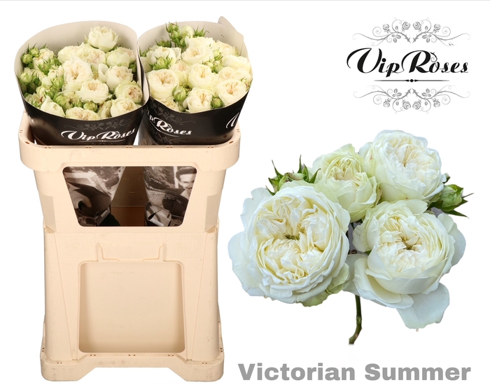 <h4>R Tr Victorian Summer</h4>