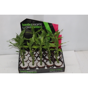 DRACENA LUCKY BAMBOO P06