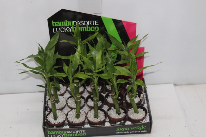 DRACENA LUCKY BAMBOO P06
