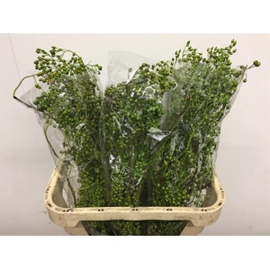 Rosa Corallo Green