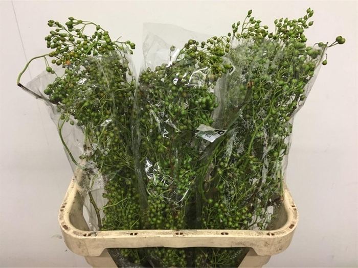 <h4>Rosa Corallo Green</h4>
