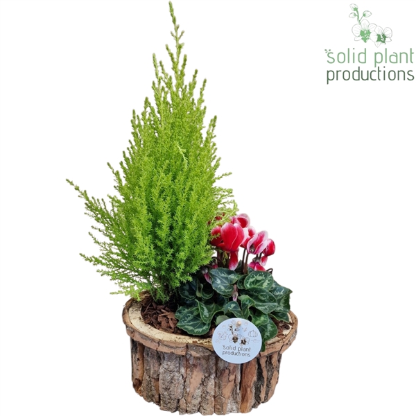 <h4>BOS004 Bark O Small Brown</h4>