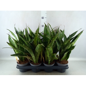 Sansevieria trifa.   ...