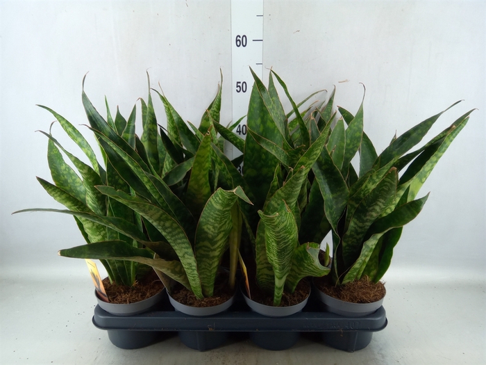 <h4>Sansevieria trifa.   ...</h4>