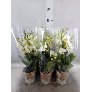 Phalaenopsis multi. 'Ant Lausanne'