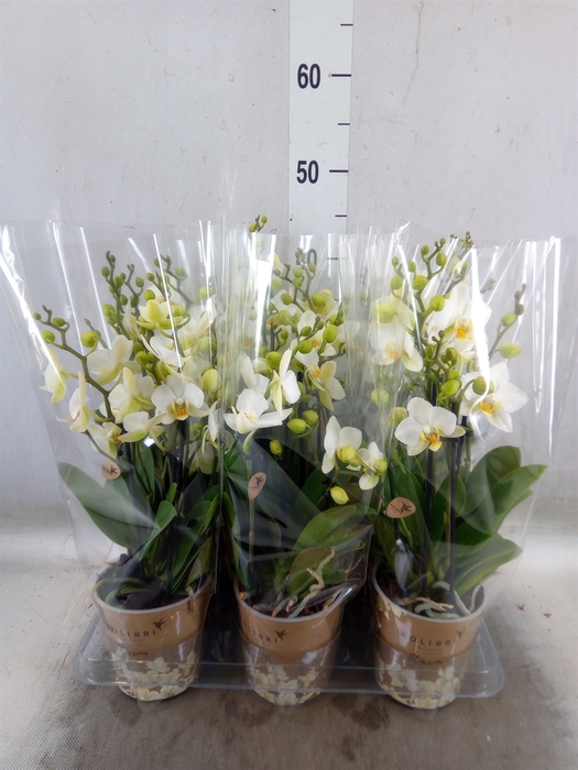 <h4>Phalaenopsis multi. 'Ant Lausanne'</h4>
