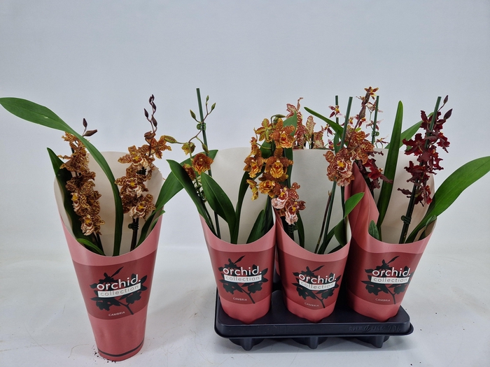 Cambria Grp Gem 3 Kl