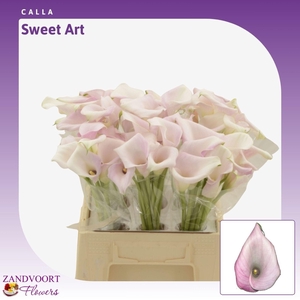 Calla Sweet Art