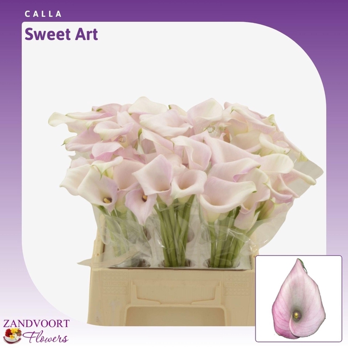 <h4>Calla Sweet Art</h4>